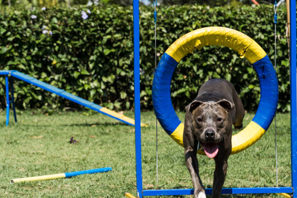 istock Pit bull dog jumping the tire while practicing agility and playing in the dog park 1340126096