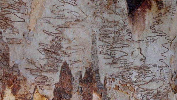the trunk of a scribbly gum tree at dunns swamp the trunk of a scribbly gum tree at dunns swamp in wollemi national park of nsw, australia scribbly gum stock pictures, royalty-free photos & images
