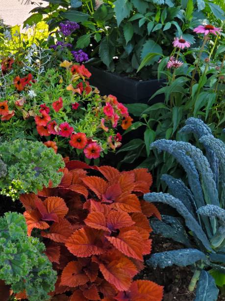 istock Companion lplants 1340127613