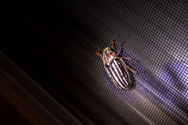istock Striped Scarab June Bug landing on a window screen during the evening 1340127927