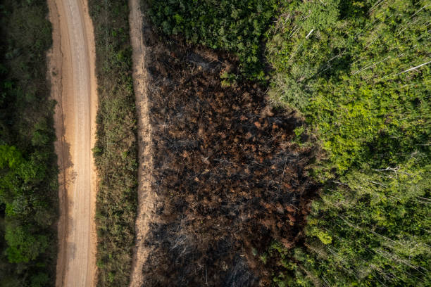 Deforestation and burning on rural properties in the Amazon forest Deforestation and burning on rural properties in the Amazon rainforest. Forest fires on the banks of the Transamazonica Highway. deforestation stock pictures, royalty-free photos & images