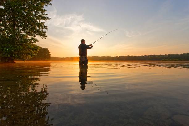 angler angler catching the fish during summer sunrise freshwater fishing photos stock pictures, royalty-free photos & images