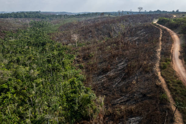istock Deforestation and burning on rural properties in the Amazon forest 1340128799