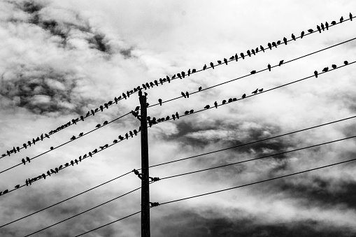 Low Angle View Of Birds Perching On Cable Against Clear Sky