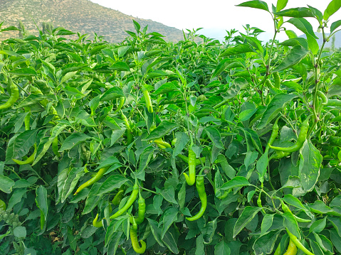 red pepper crops growing in the fields