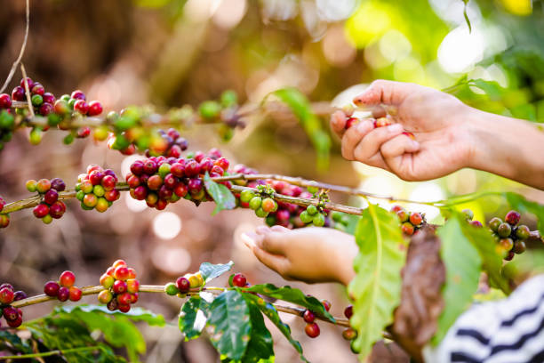 farmer zbiera surowe ziarna kawy na rolniczych polach uprawnych w chiang rai tajlandia - coffee crop farmer equality coffee bean zdjęcia i obrazy z banku zdjęć