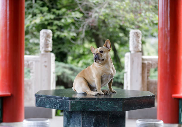 French bulldog posing in the woods on a wooden cart looking at the camera. Funny photo.