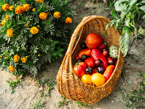 Basket with fresh organic vegetables on the ground in the garden.