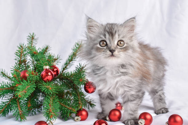 istock A fluffy kitten is standing next to a fir branch. 1340134383