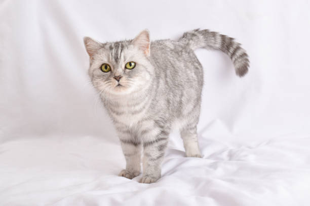 istock A gray striped cat stands on a white background. 1340134435