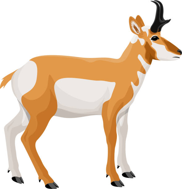 illustrations, cliparts, dessins animés et icônes de vector pronghorn, antilope américaine, prong buck - us glacier national park