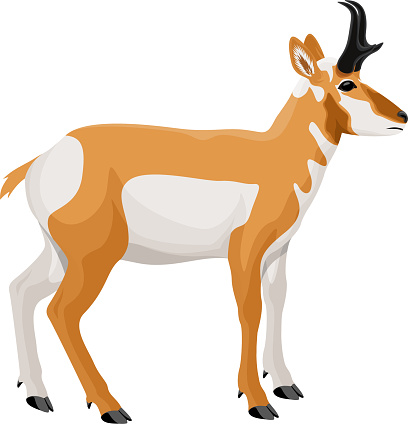 Vector Pronghorn, American antelope, prong buck