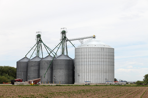 A cluster of agricultural granaries and elevators in a farm field.
