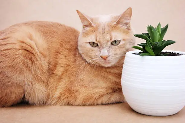 Red cat and Haworthia cymbiformis. A succulent plant with fleshy leaves in a white plastic flower pot. Allergens in your home.