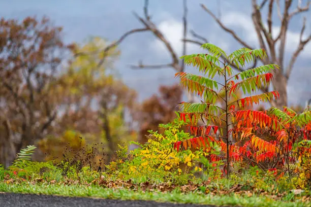 Staghorn sumac plant tree with colorful red foliage leaves in fall autumn season on Blue Ridge parkway with appalachian mountain sky in blurry background