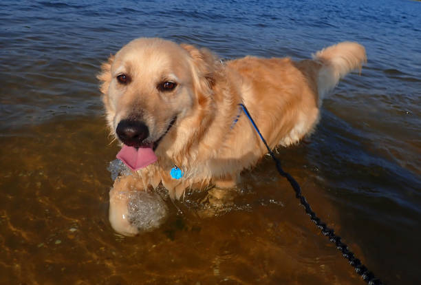 istock Golden Retriever Walking in Ocean 1340143241