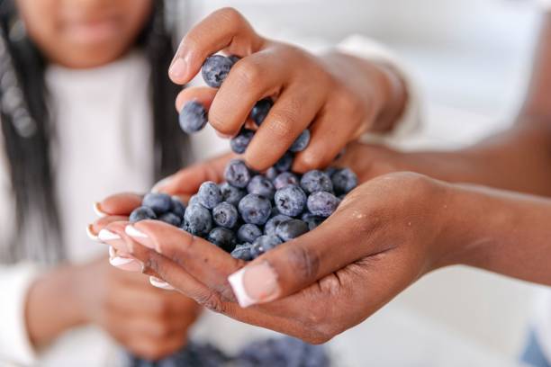 Child hands filled with blueberries.  In the background blueberry bushes. Summertime activities