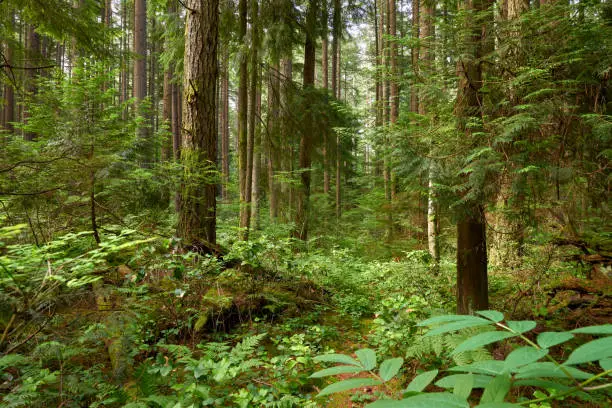 Lush forest canopy in a temperate rainforest in Vancouver.