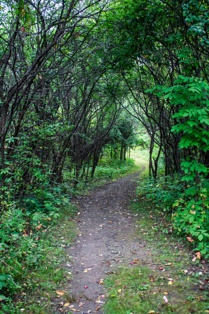 Tree tunnel at Morgan's Arboretum, Montreal, Quebec, Canada