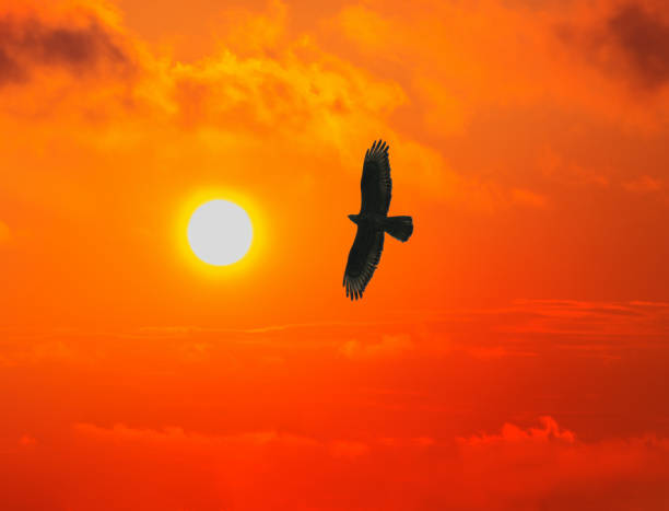 istock eagle flies to the sun in the red sky 1340145773