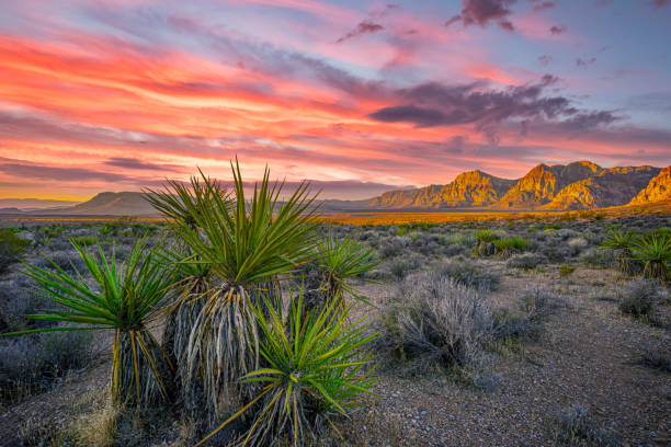 cañón red rock, nevada - clark county fotografías e imágenes de stock