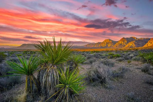 Red Rock Canyon National Conservation Area in Clark County, Nevada,