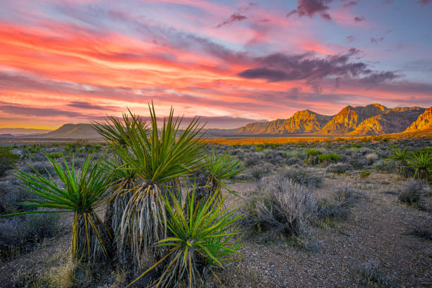 red rock canyon, nevada - nevada desert landscape cactus zdjęcia i obrazy z banku zdjęć