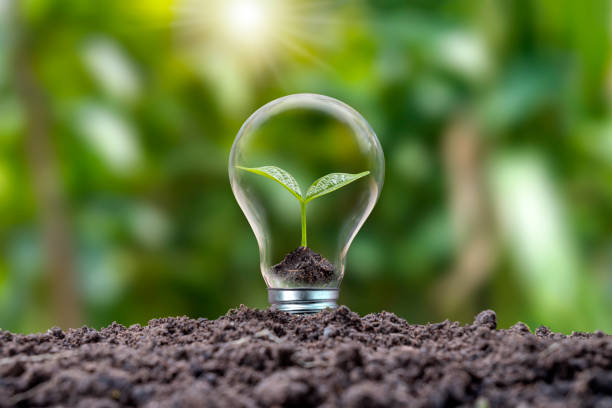 istock Trees growing in energy-saving and energy-saving bulbs are environmentally friendly. renewable energy concept Clean energy alternatives to generate electricity 1340147919