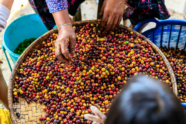 processo de triagem manual grãos de café à mão e tiro de visão de ângulo de foco seletivo - coffee crop farmer equality coffee bean - fotografias e filmes do acervo