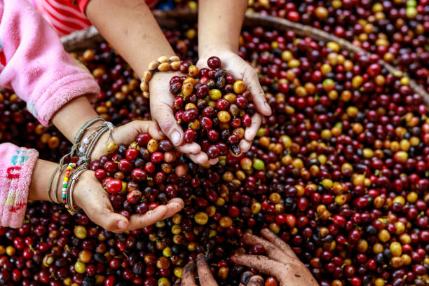어린이 손과 커피 콩의 빨간색과 노란색 커피 콩이 용기 배경에 밀착되어 선택적 초점 각도 보기 샷을 닫습니다. - coffee crop farmer equality coffee bean 뉴스 사진 이미지