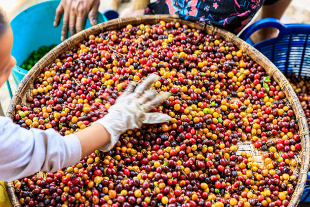 ręczny proces przesiewania ziaren kawy i selektywny kąt skupienia - coffee crop farmer equality coffee bean zdjęcia i obrazy z banku zdjęć