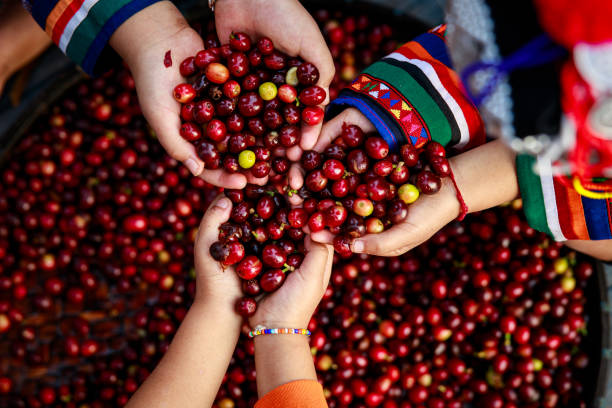 신선한 빨간 생 베리 커피 콩 을 들고 손 카렌 어린 소녀. 유기농 커피 콩 수확 농부 개념 - coffee crop farmer equality coffee bean 뉴스 사진 이미지