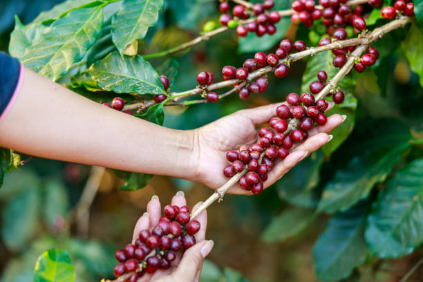 red coffee beans organic 100% in hand farmers at national farm chiang mai thailand - coffee crop farmer equality coffee bean imagens e fotografias de stock