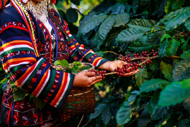 red coffee beans organic 100% in hand and basket farmers at national farm chiang mai thailand - coffee crop farmer equality coffee bean imagens e fotografias de stock