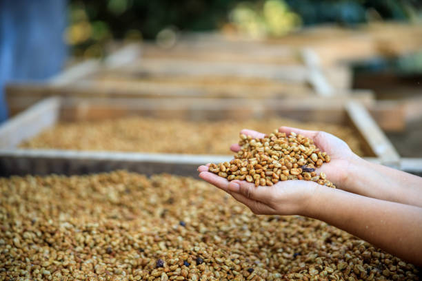 istock dry coffee beans on holding hands farmers  process 1340148048
