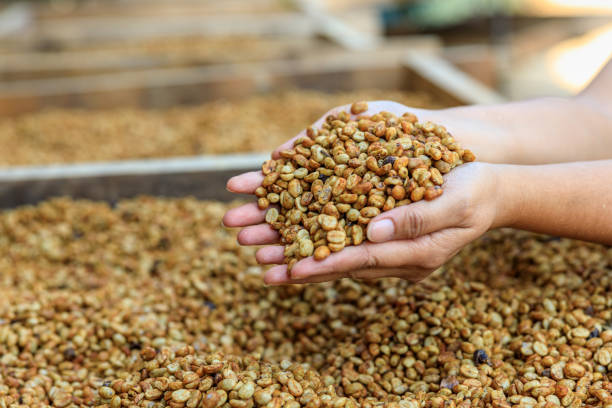 istock Farmer checking natural or dries in the coffee process honey process skin on shelf 1340148076