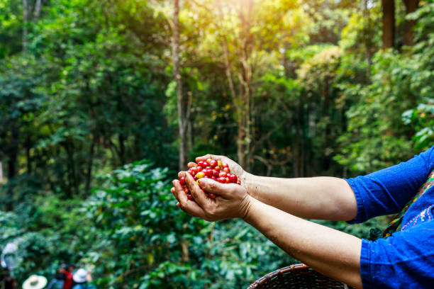 czerwone ziarna kawy organiczne 100% w ręku rolników w krajowym gospodarstwie chiang mai tajlandia - coffee crop farmer equality coffee bean zdjęcia i obrazy z banku zdjęć