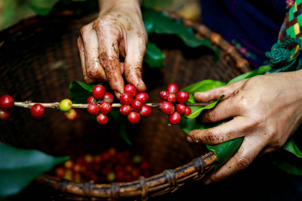красный кофе в зернах органический 100% в руках и корзинах фермеров на национальной ферме чианг май таиланд - coffee crop farmer equality coffee bean стоковые фото и изображения