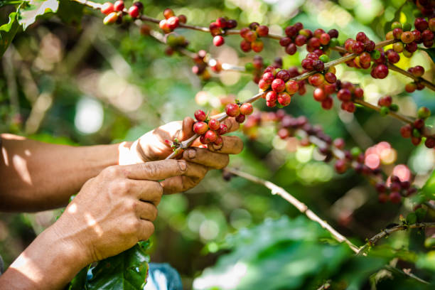 feijões de café cru roxo laranja verde rosa e folhas verdes e segurando agricultor de mão na área agrícola na montanha chiang rai tailândia - coffee crop farmer equality coffee bean - fotografias e filmes do acervo