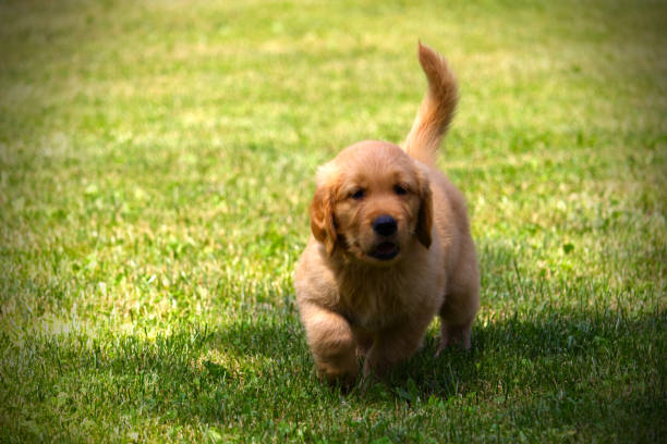 istock Purebred golden retriever puppy outside 1340148889