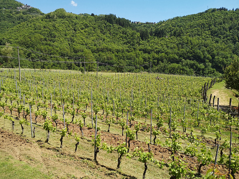 Green vineyards landscape in Garfagnana, Lucca perovince - Tuscany
