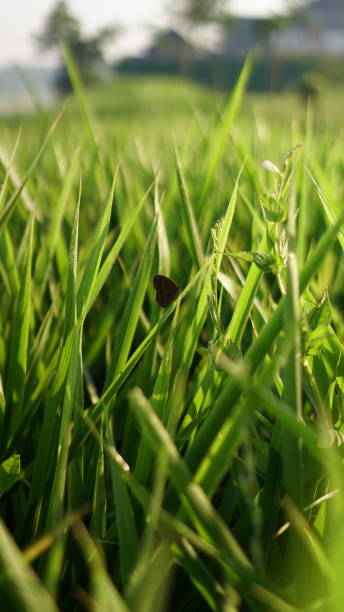 istock black butterfly in green grass 1340153984