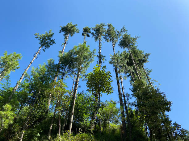 Tall himalayan cedar trees and clear blue sky. Tall himalayan cedar trees and clear blue sky. betula utilis stock pictures, royalty-free photos & images