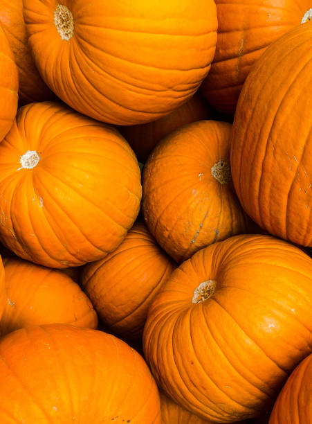 istock A Pile of large pumpkins 1340155541