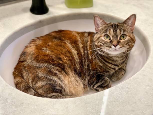 istock Small Brown Cat in a Sink 1340156296