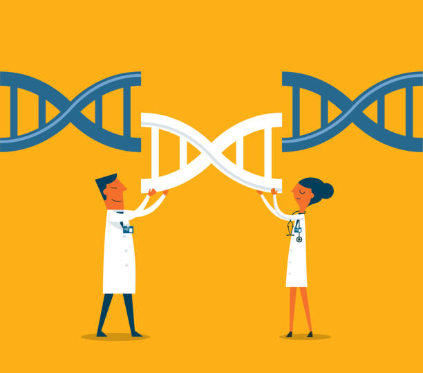 Genetic engineering Genetic engineering vector art illustration. Genetic engineering, GMO and Gene manipulation concept gene editing stock illustrations
