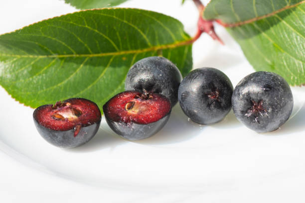 Black Chokeberry (Aronia melanocarpa) fruits isolated on white background. Close up. Detail. stock photo