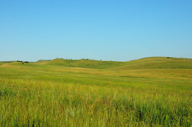 istock Endless hilly steppes overgrown with tall grass under a blue sky on a clear sunny day. 1340159049