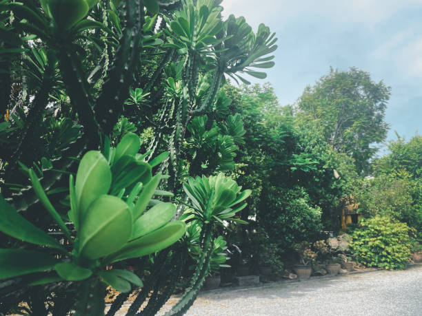 istock Greenery background of nature plant and leaf 1340161707