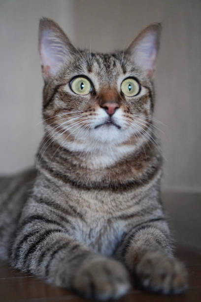 istock Cat staring in the house 1340162198